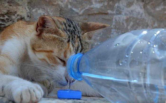 сколько дней кошка может не пить