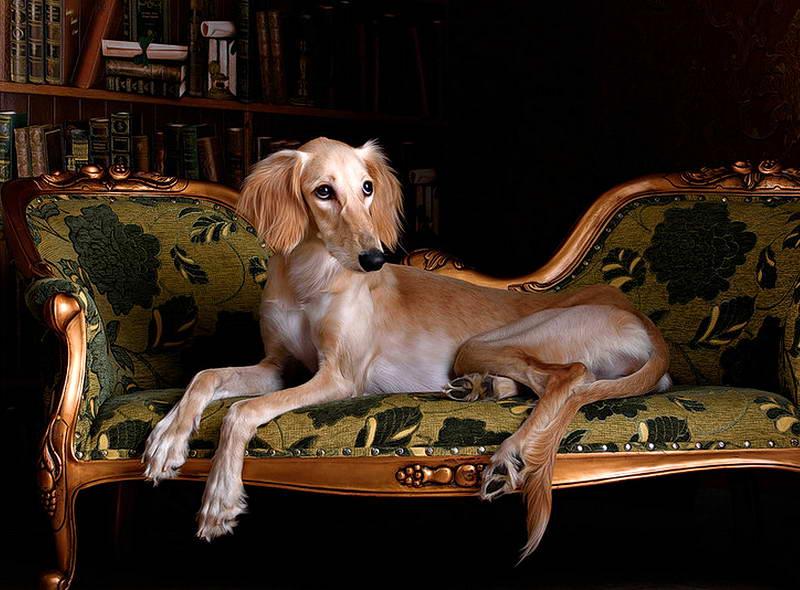 Порода салюки: красивые фото, описание характера и поведения одной из самых быстрых собак в мире