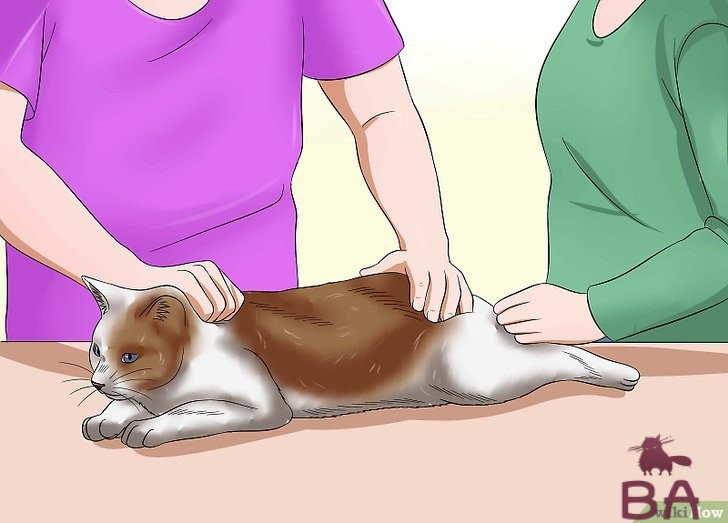 Как сделать клизму кошке в домашних условиях?