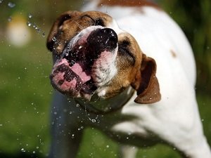 почему у собаки текут слюни изо рта