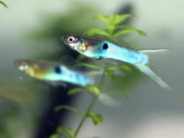 Гуппи Эндлера - красивая рыбка в аквариуме