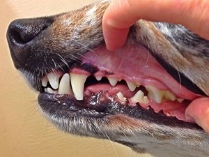 как лечить пародонтоз у собак