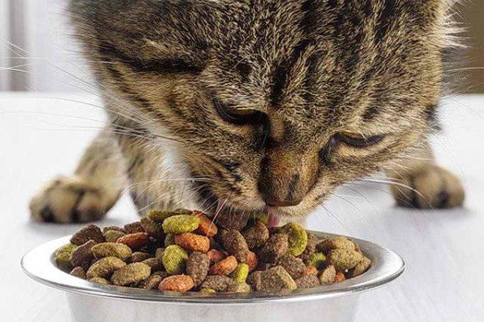 нужно ли размачивать сухой корм для кошек