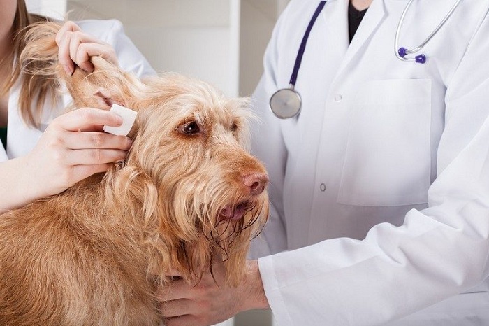 Процедура правильной чистки ушей у собаки