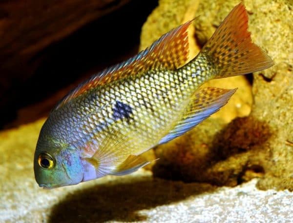 Никарагуанская цихлазома - удивительная рыбка в аквариуме