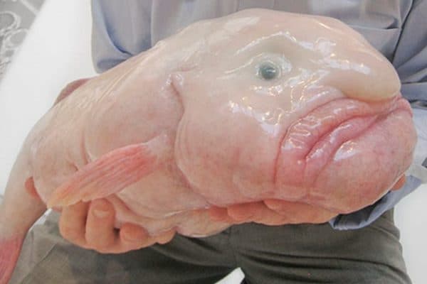 Необычная глубоководная рыба