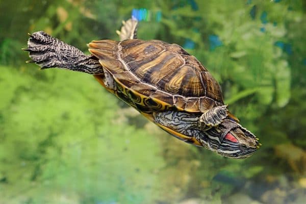 Красноухая черепаха плавает