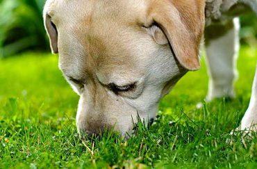собака нюхает в траве