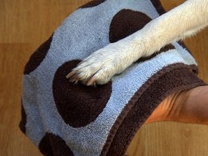 как лечить стригущий лишай у собак