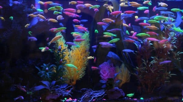 Светящиеся рыбки в аквариуме