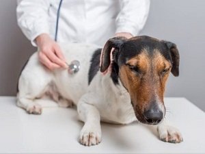 гепатит у собак