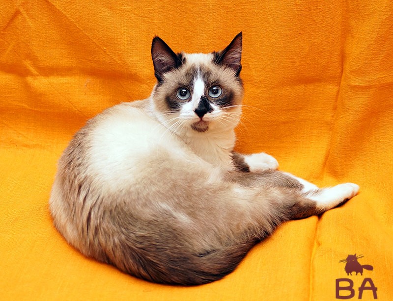 Порода кошек Сноу-Шу: описание, уход и здоровье, цена