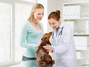 признаки дисплазии тазобедренных суставов у собак