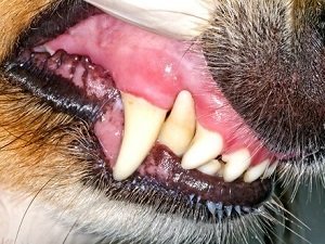 у собаки выпал зуб почему