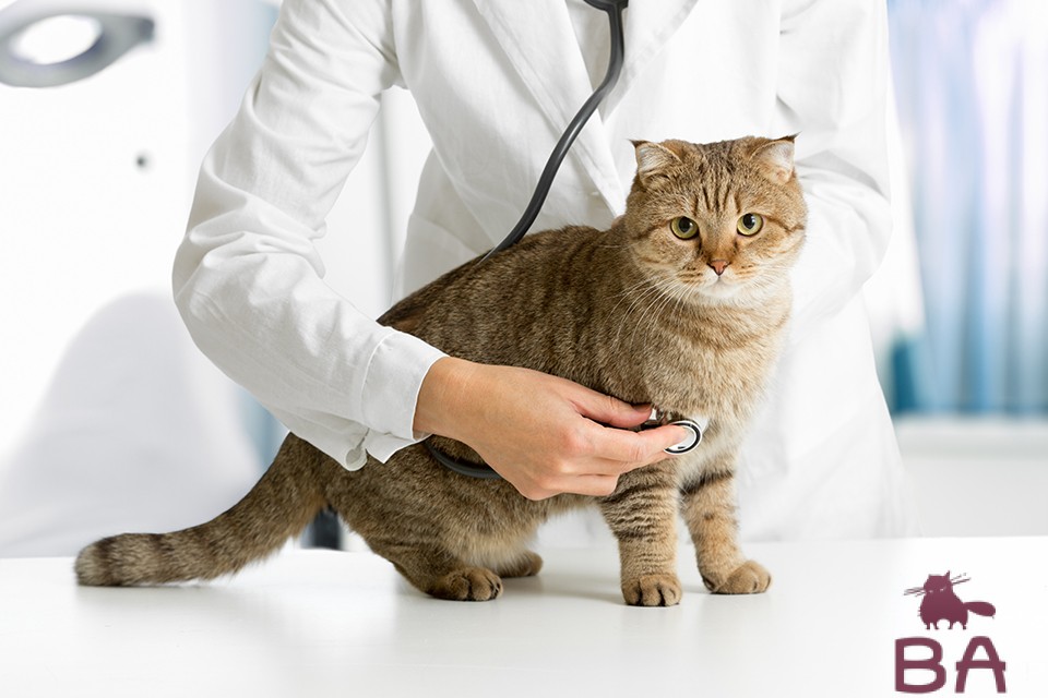 Кератит у кошек признаки, симптомы, лечение и профилактика