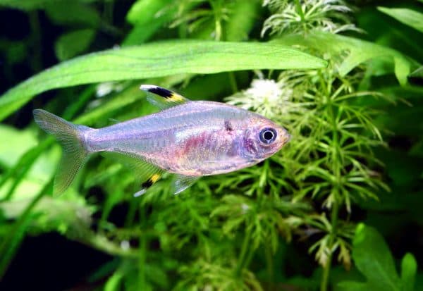 Пристелла - красивая аквариумная рыбка