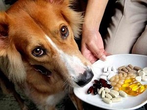 демодекоз у собак лечение препараты