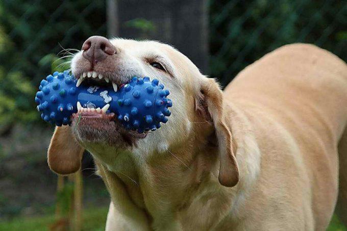 здоровые зубы у собаки