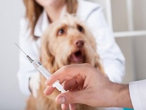 прививка от бешенства собаке цена