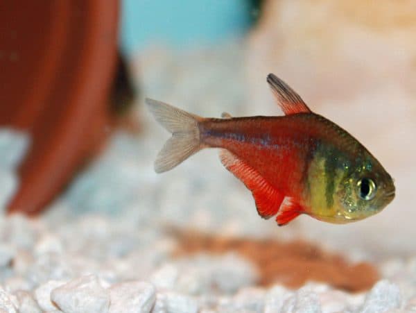Тетра фон рио - удивительная рыбка 