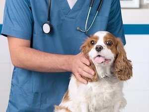 мочекаменная болезнь у собак симптомы
