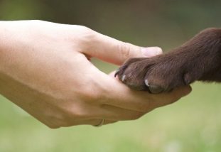 Как лечить сердечных глистов у людей и собак и каковы симптомы дирофиляриоза?