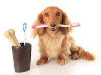 как чистить зубы собаке