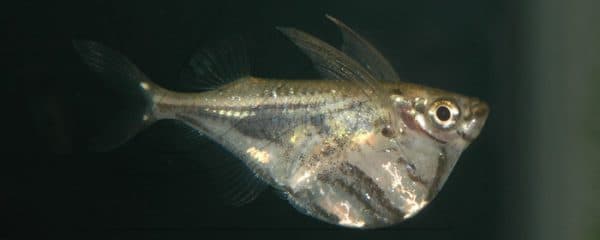 Карнегиелла мраморная - прекрасная рыбка