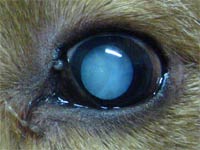 глаукома у собак