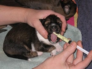 глисты у собаки лечение
