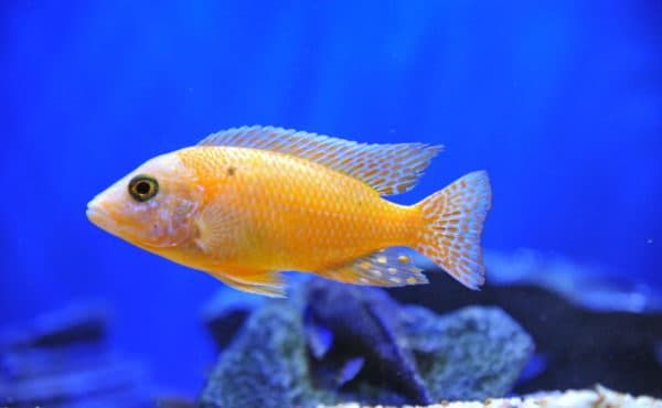 Аулонокара - прекрасная рыбка
