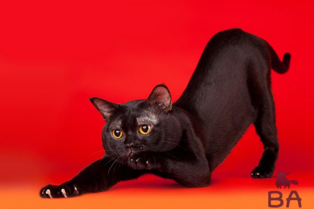 Бомбейская кошка: описание и особенности породы