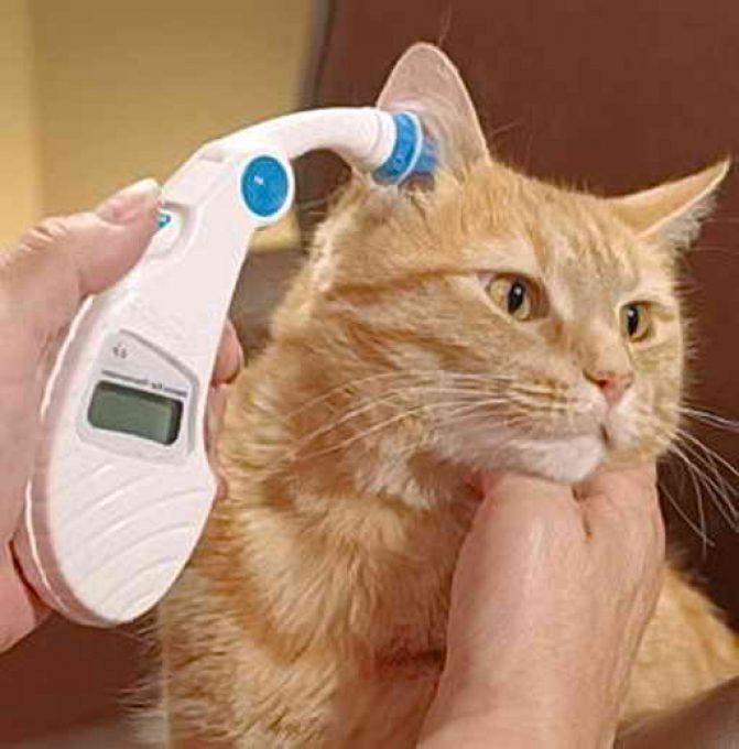 меряют температуру кошке через ухо