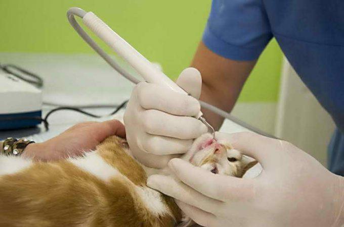 ультразвуком кошке удаляют зубной камень