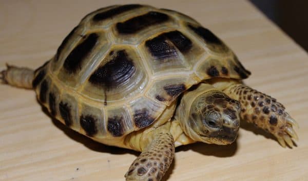 Среднеазиатская черепаха содержание в домашних условиях