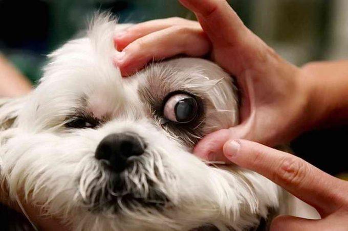 симптомы катаракты у собаки