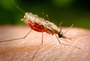 Переносчиками филяриоза могут быть обычные комары