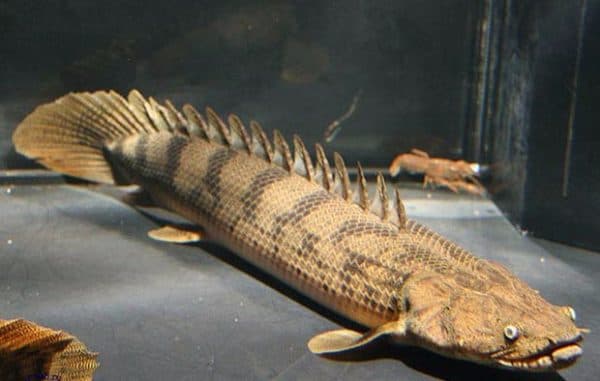 Рыбка полиптерус сенегальский 