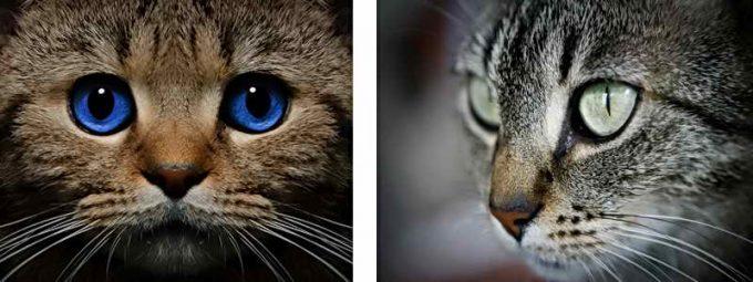 магические глаза кошки