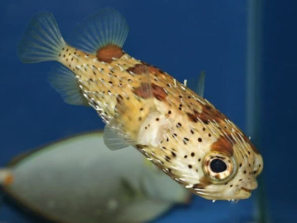 Рыба-еж - необычная рыбка