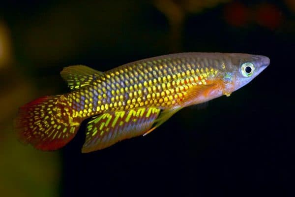 Киллифиш - удивительная рыбка