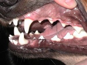 воспаление слюнных желез у собак симптомы