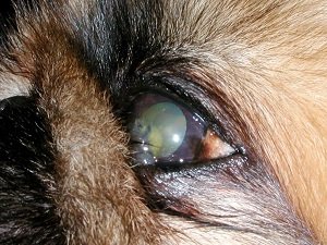 как лечить бельмо на глазу у собаки