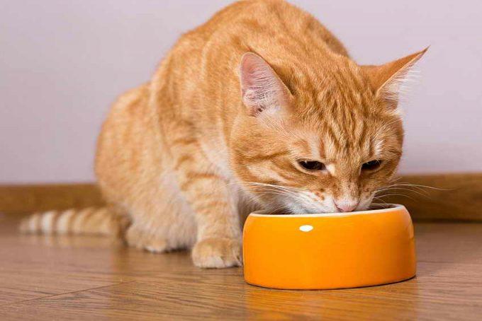 почему кошку рвет после еды