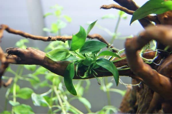 Анубиас на коряге в аквариуме фото