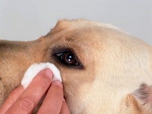 можно ли промывать глаза хлоргексидином собаке