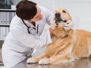 гипогликемия у собак