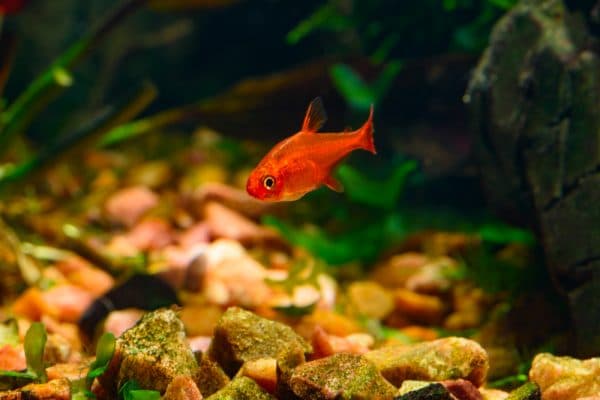 Тетра Аманда - рыбка в аквариуме
