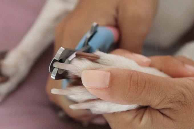 как подстричь собаке когти