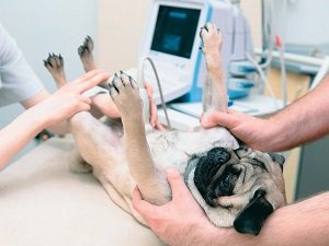 пиометра у собак симптомы и лечение